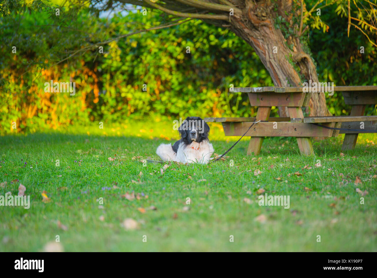 Landseer hunde Welpen Stockfoto