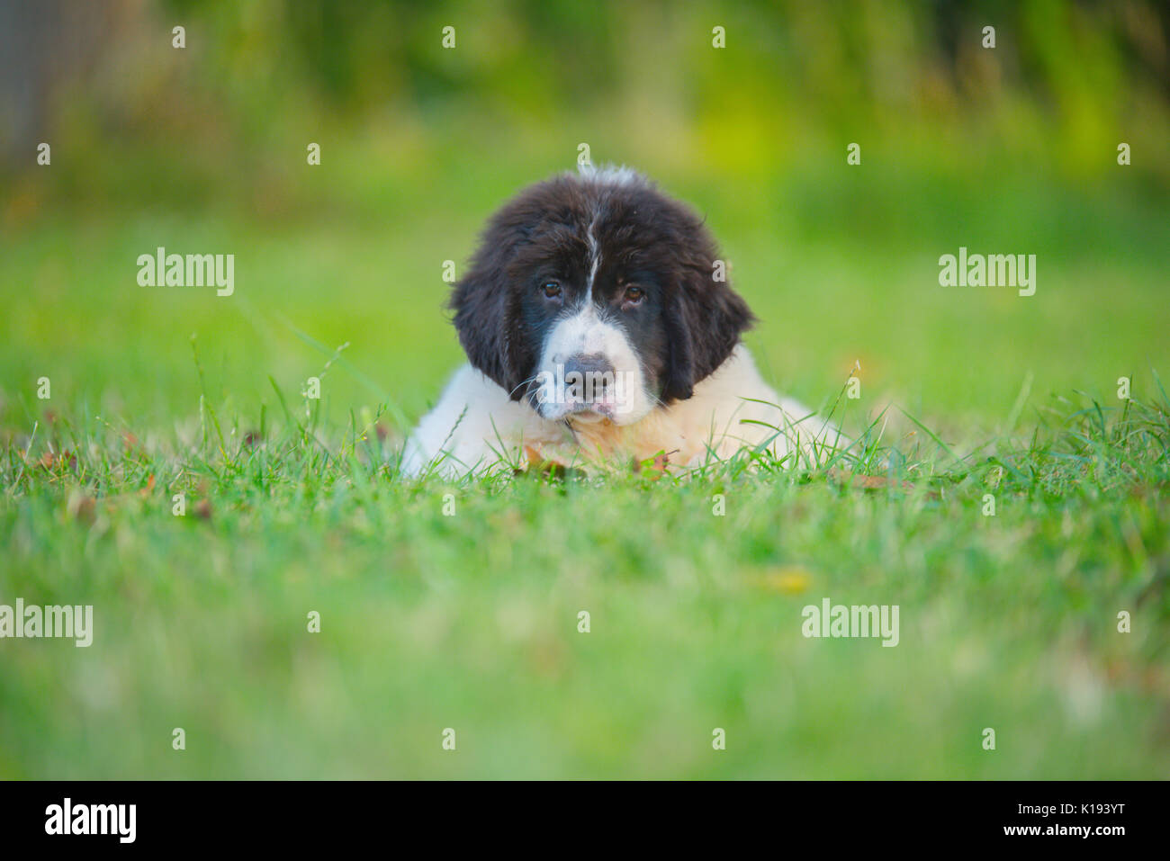 Landseer hunde Welpen Stockfoto