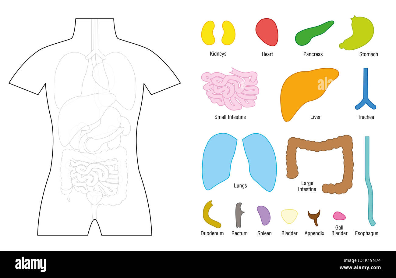 Innere Organe - puzzle Vorlage für die pädagogische Nutzung - schneiden Sie die Organe heraus und stellen Sie es auf die richtige Stelle des menschlichen Körpers, oder er Farbe in. Stockfoto