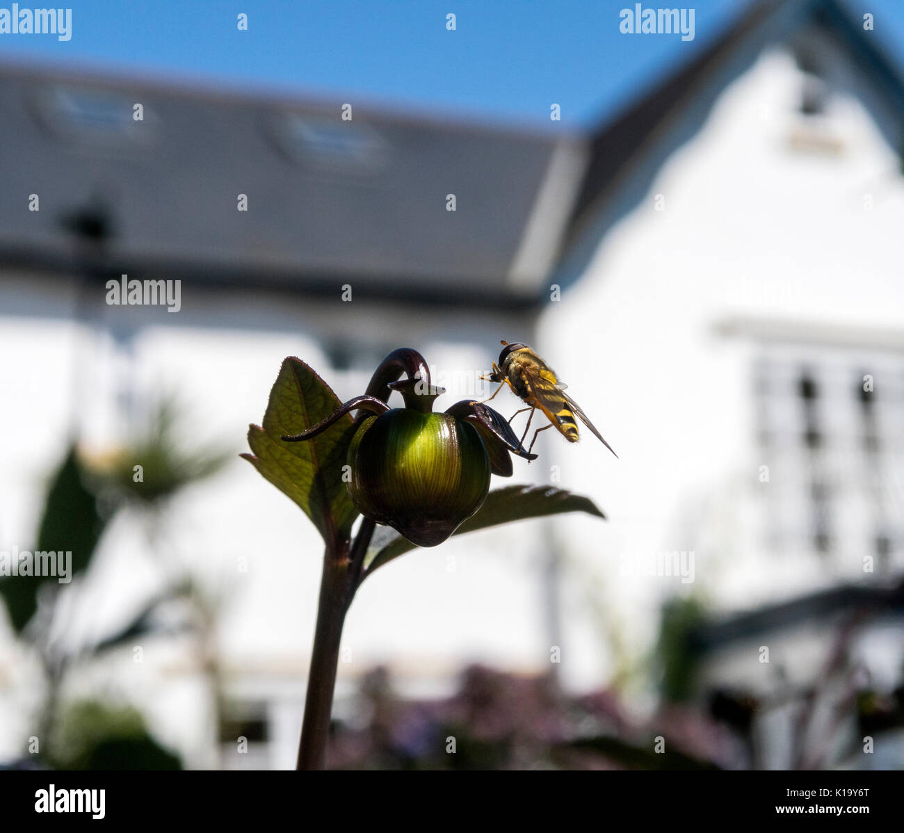Ein hoverfly sitzt auf einer dahlie Bud in einer Devon Garten mit Haus hinter. Stockfoto