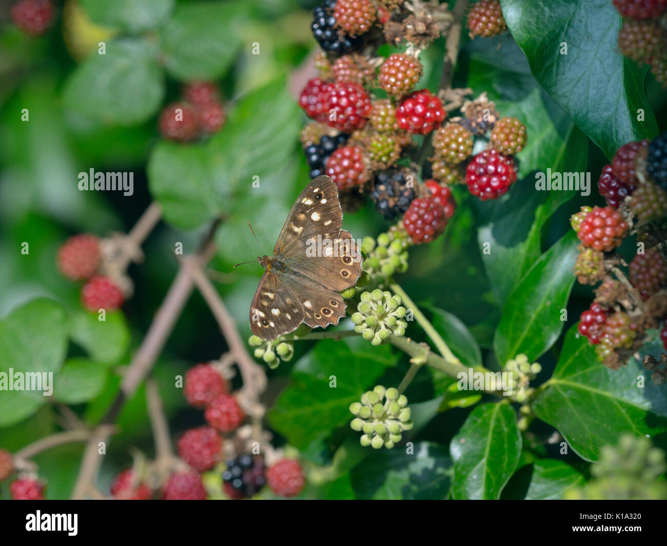 Hauhechelbläuling Polyommatus icarus Schmetterling in Hecke mit schwarzen Beeren Stockfoto