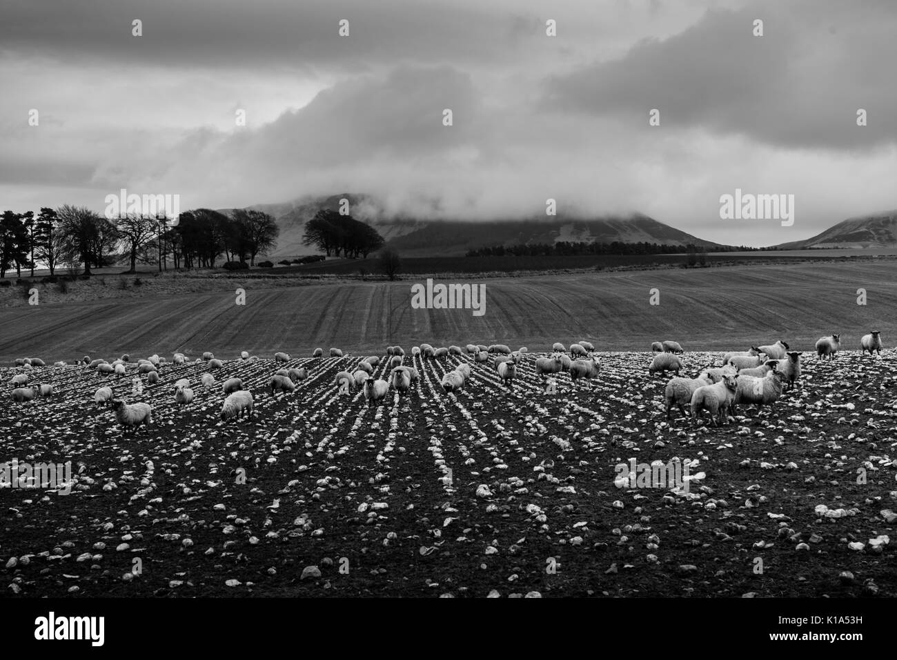 Schottland - Königreich Fife. Die Lomond Hills (keine Verbindung zum Loch Lomond, andere Seite des Landes) von gateside mit niedrigen Wolke gesehen. Stockfoto