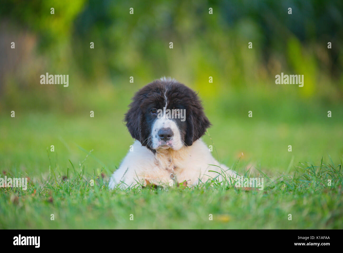 Landseer hunde Welpen Stockfoto