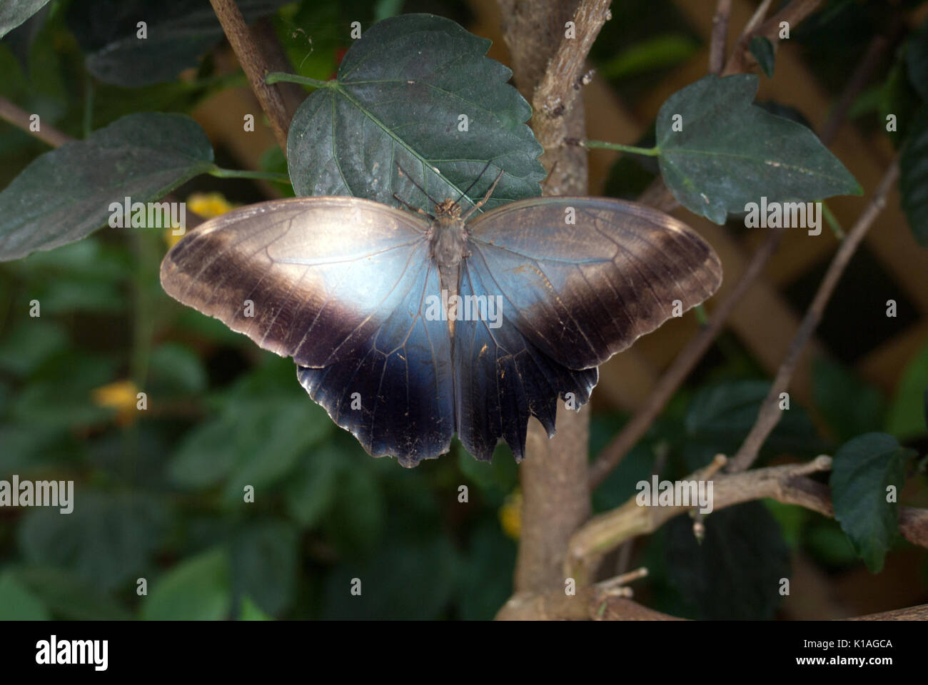 Morpho peleides Blauer Morpho butterfly Stockfoto