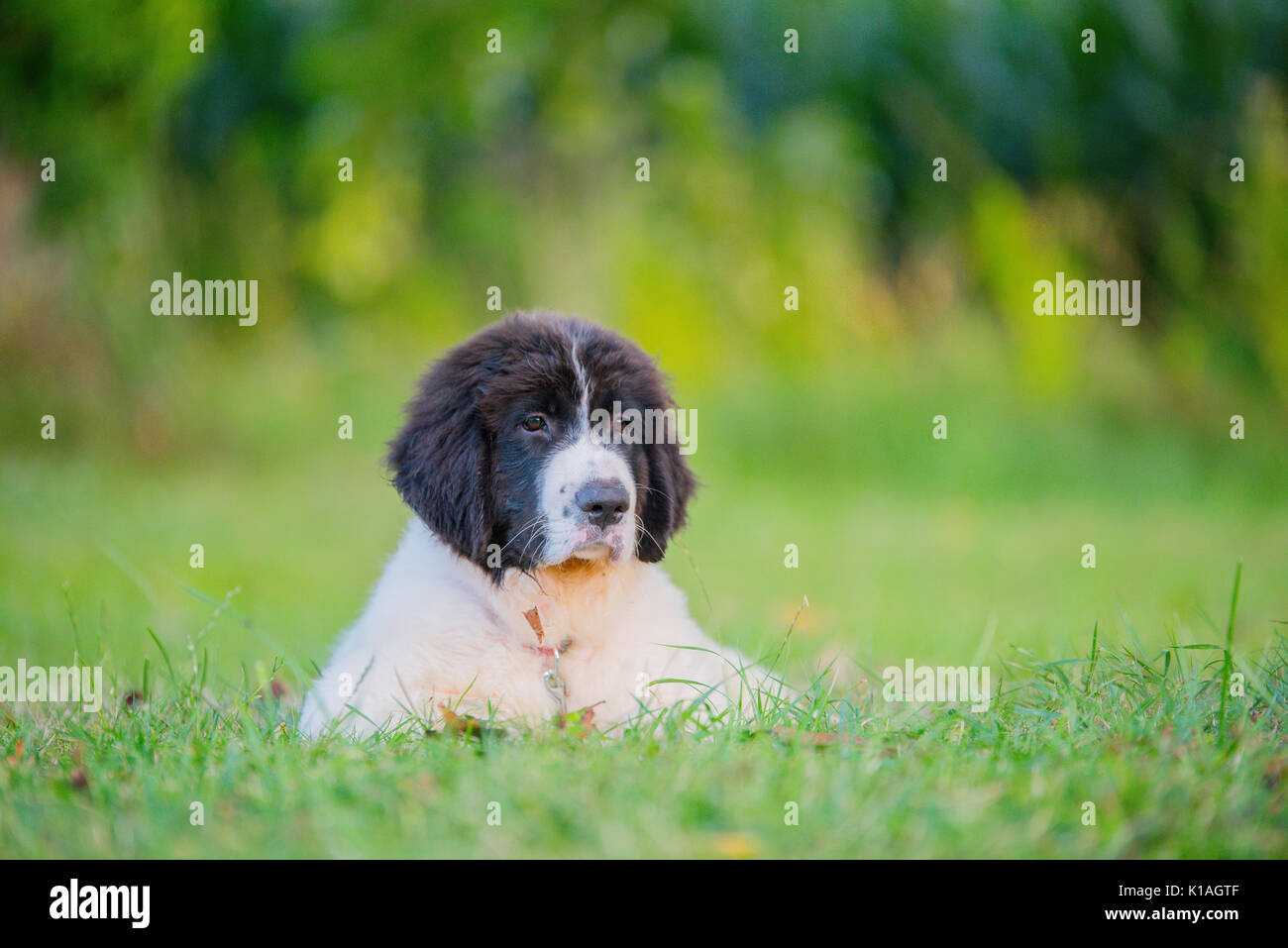 Landseer hunde Welpen Stockfoto