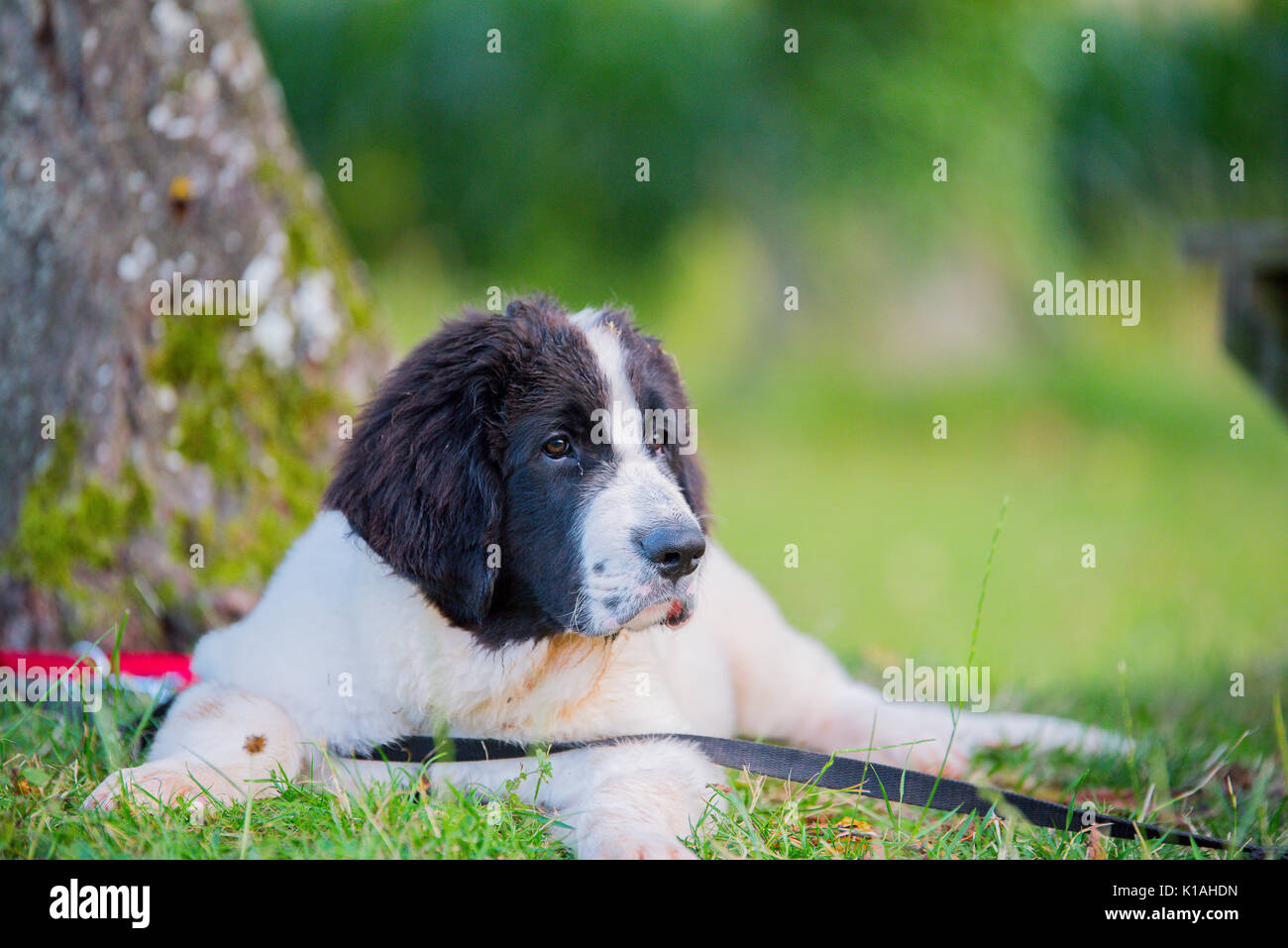 Landseer hunde Welpen Stockfoto