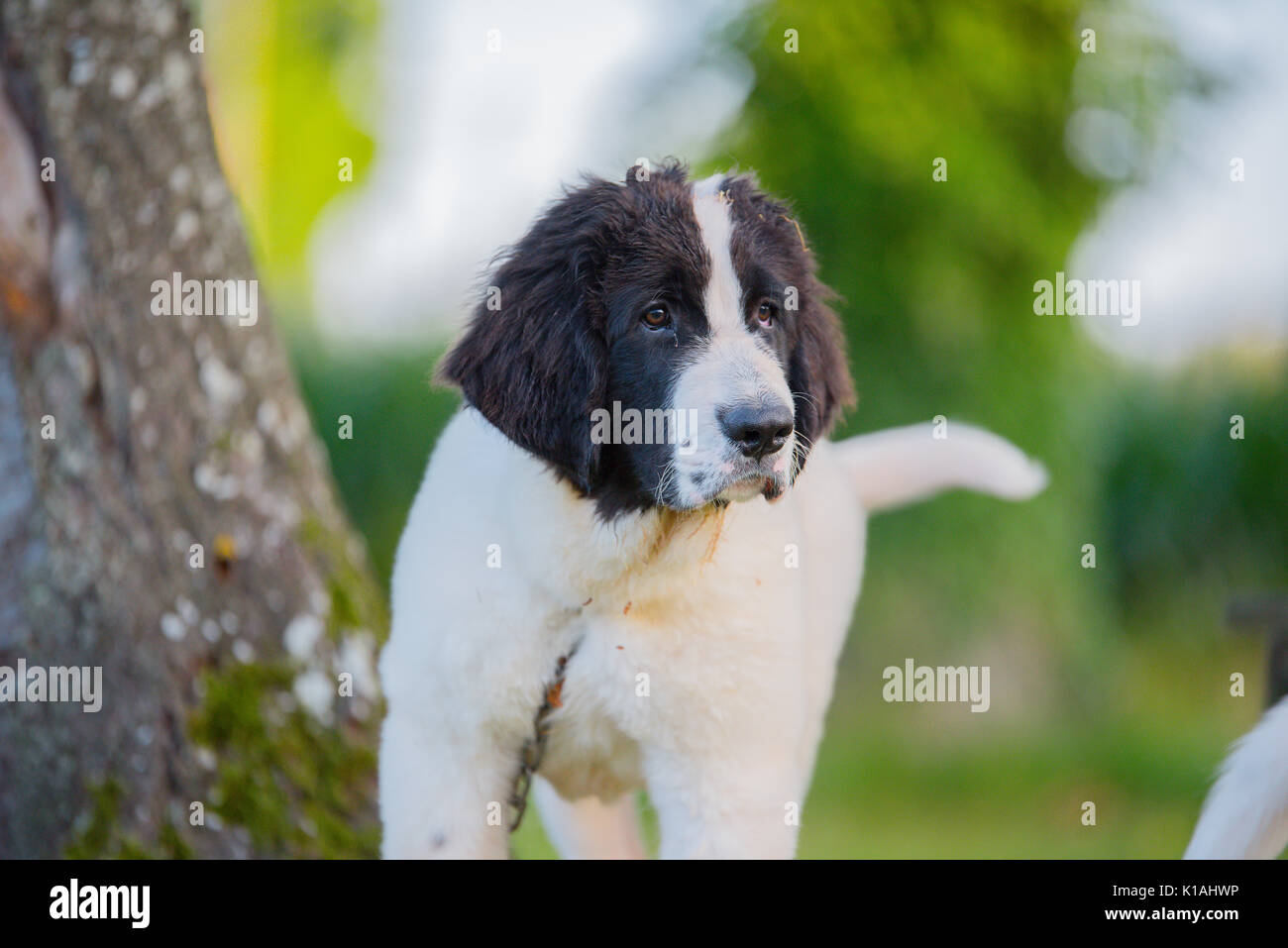 Landseer hunde Welpen Stockfoto