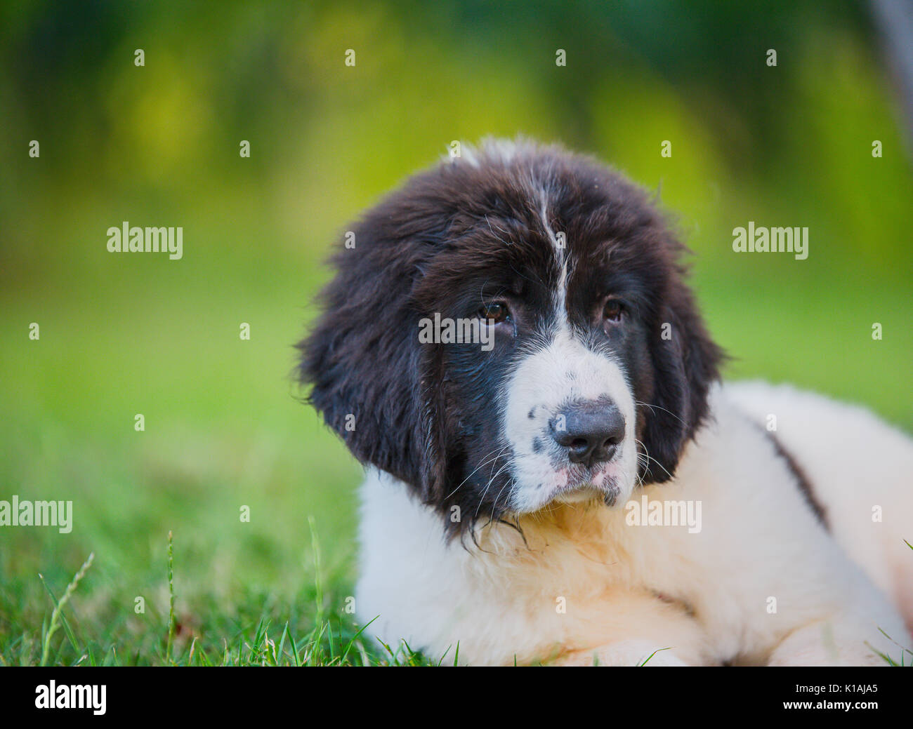 Landseer hunde Welpen Stockfoto