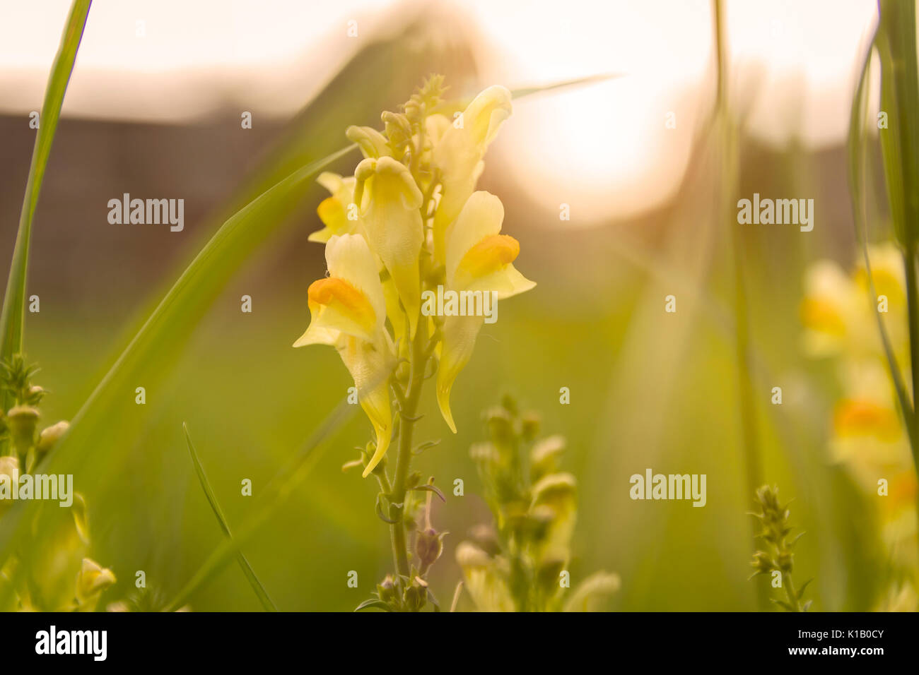 Blüte gelb Blumen in der Hintergrundbeleuchtung Stockfoto