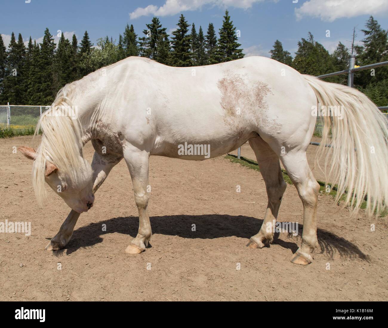 White American paint horse. Stockfoto