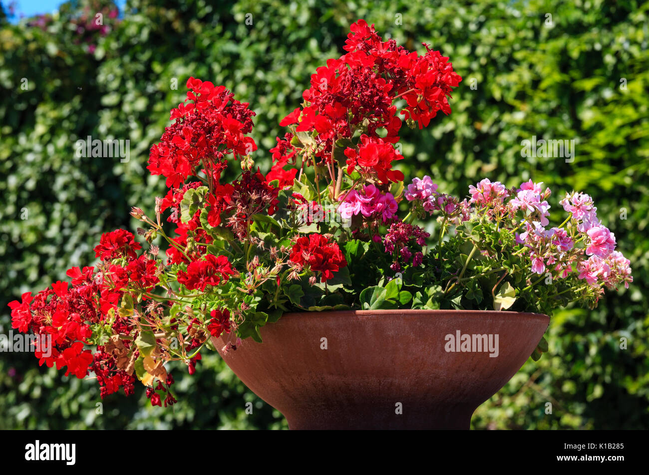 Tree pelargonium Stockfotos und bilder Kaufen Alamy