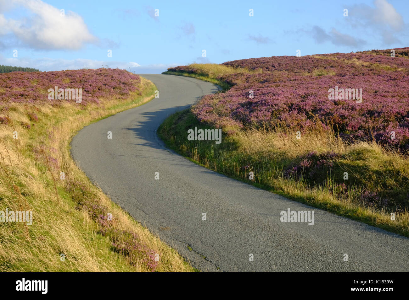 Straße über Heideland in Wales Stockfoto