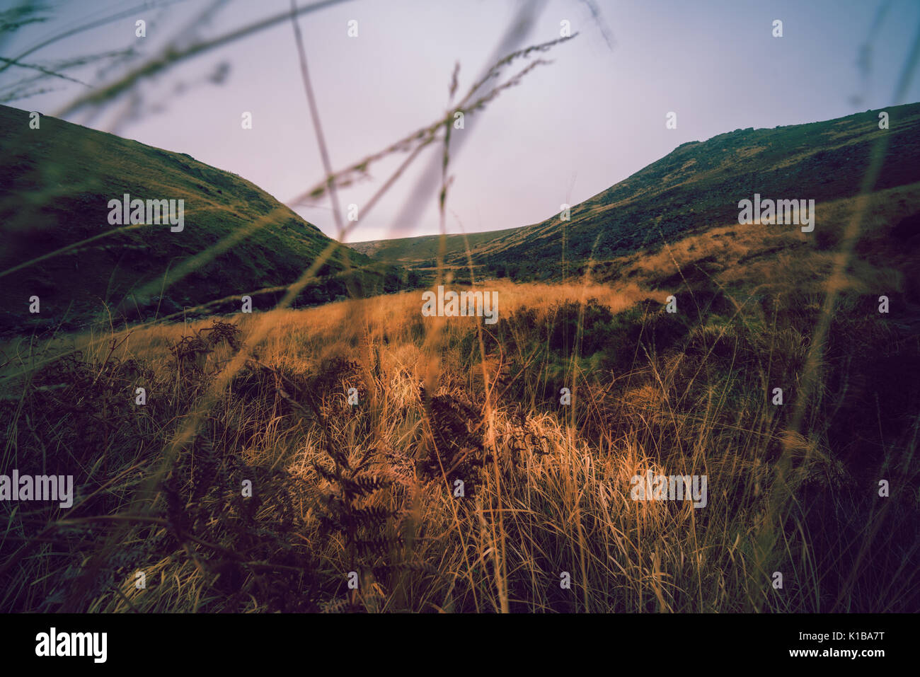 Die Wildnis Stockfoto