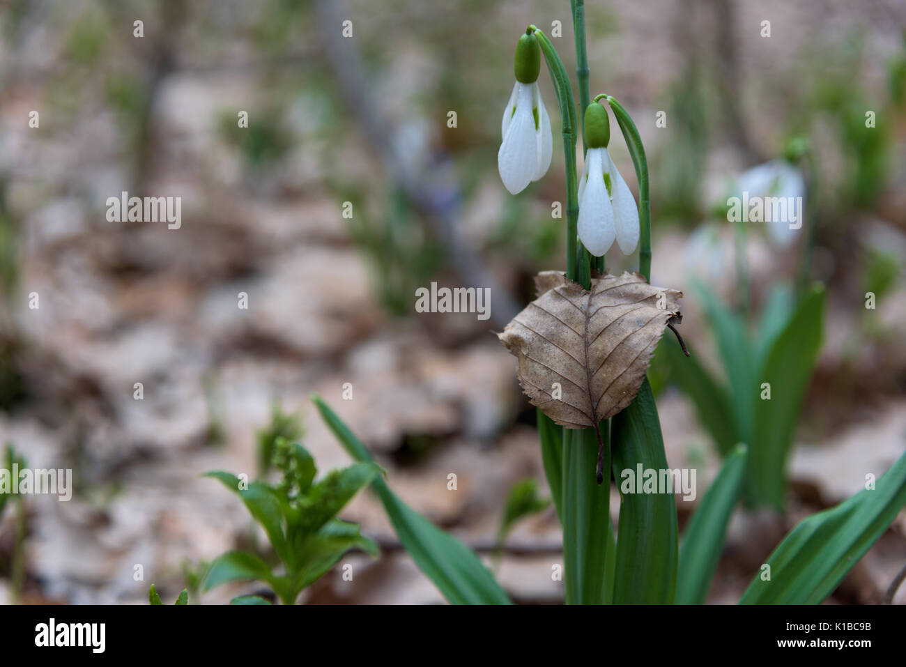 Schneeglöckchen Frühlingsblumen im Blatt Stockfoto