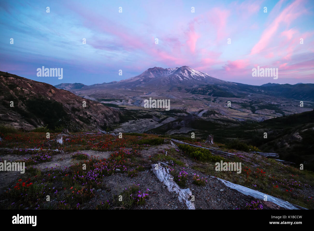 Saint Helens mit Wildblumen in voller Blüte montieren Stockfoto