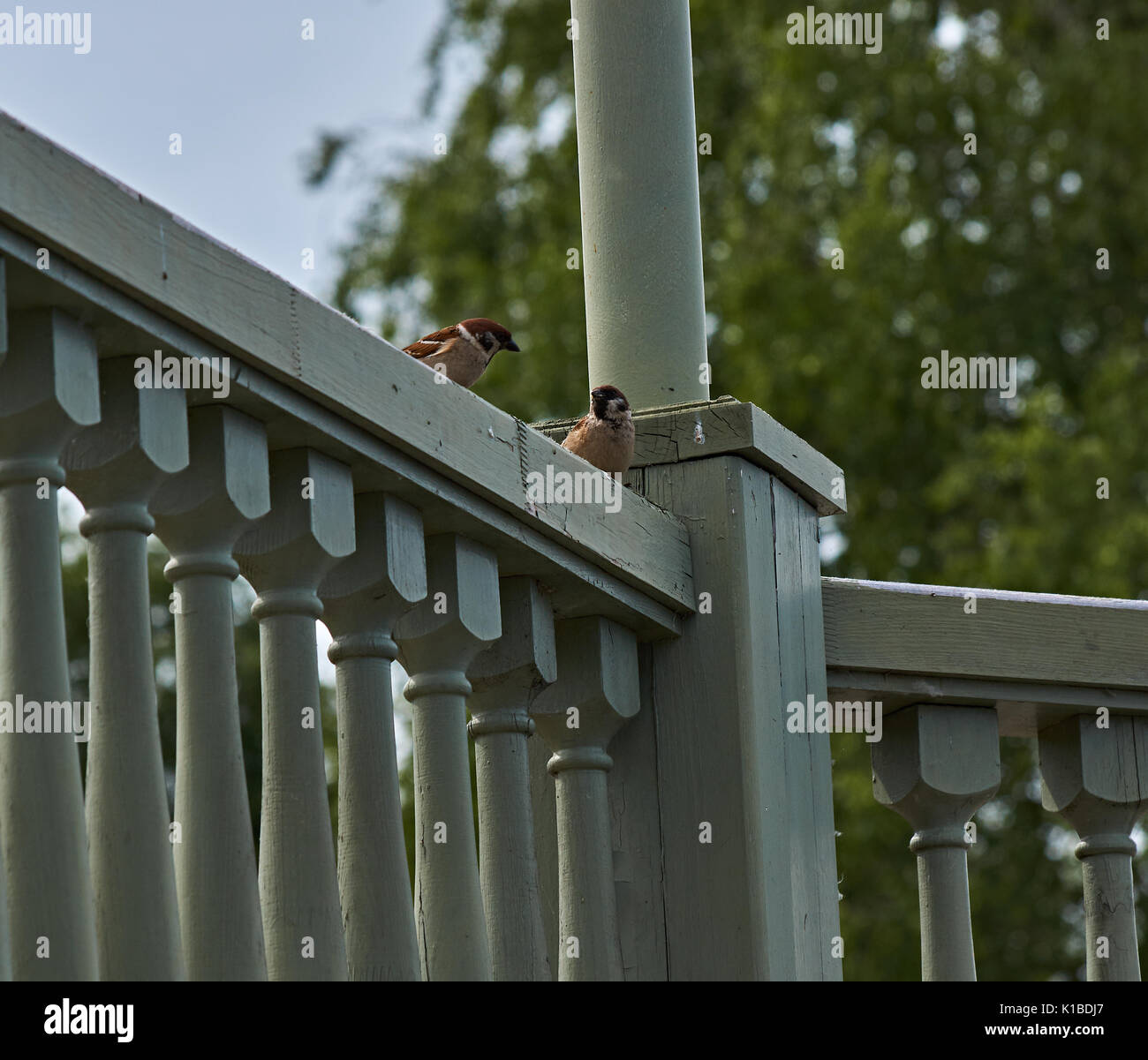 Zwei Spatzen sitzen auf den grünen Geländer und an einander. Vögel, Wildtiere. Plyos, Ivanovo Region, Russland. Spatzen auf dem Geländer Stockfoto