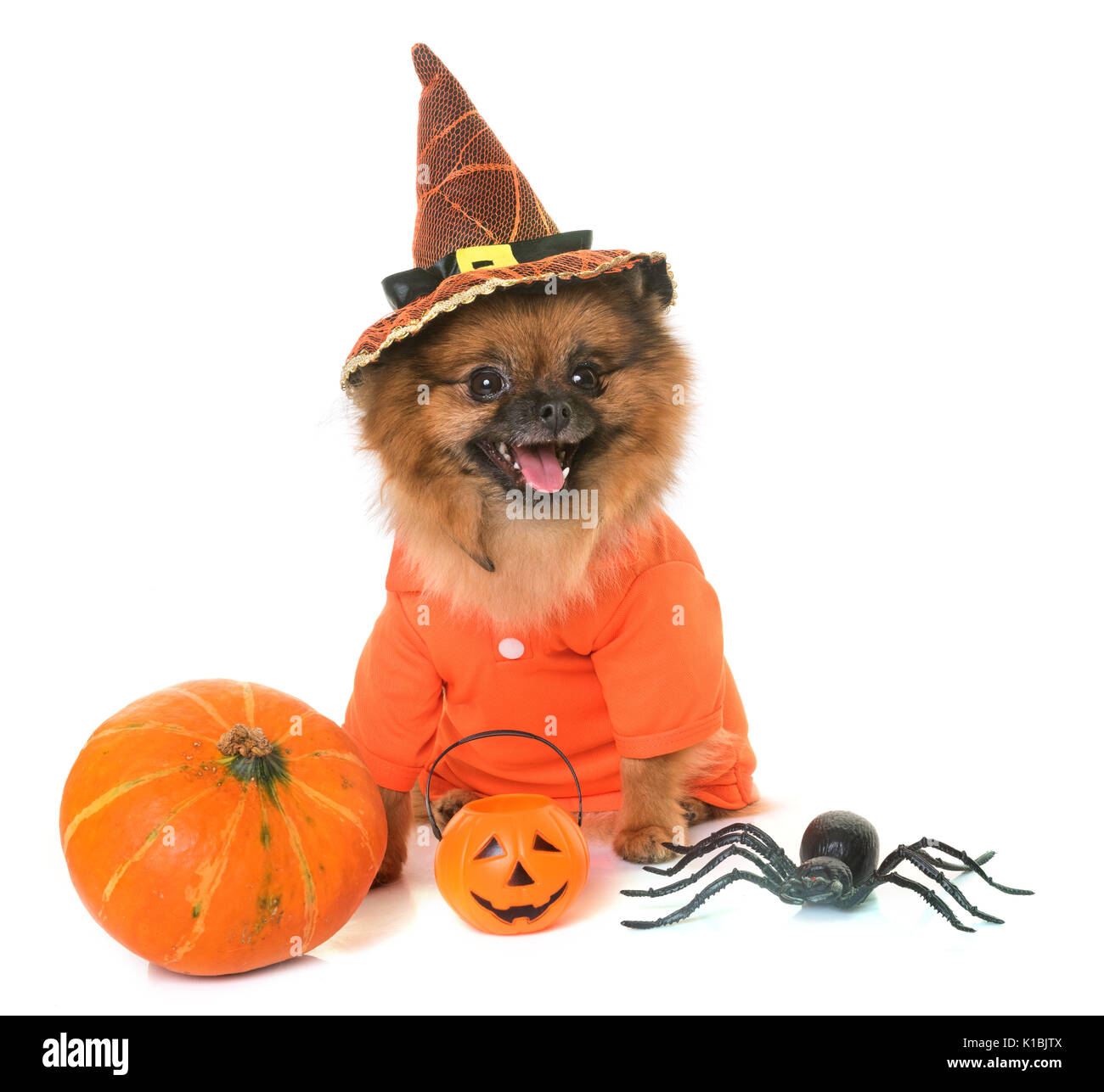 Pomeranian spitz und Halloween vor weißem Hintergrund Stockfoto