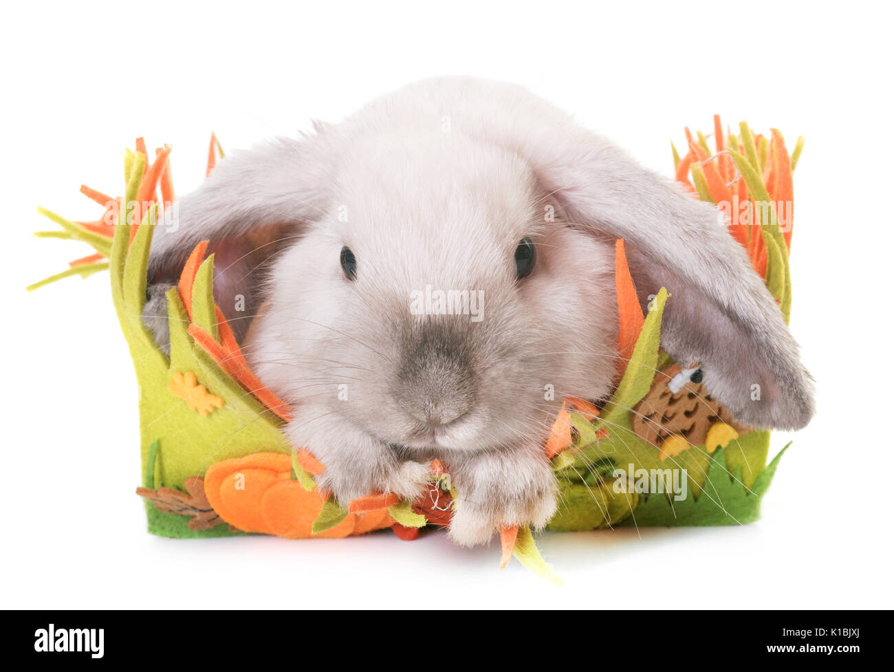 Mini Lop vor weißem Hintergrund Stockfoto
