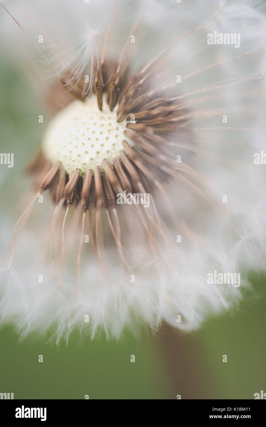 Nahaufnahme Makro Foto von einem Löwenzahn im Sommer Stockfoto