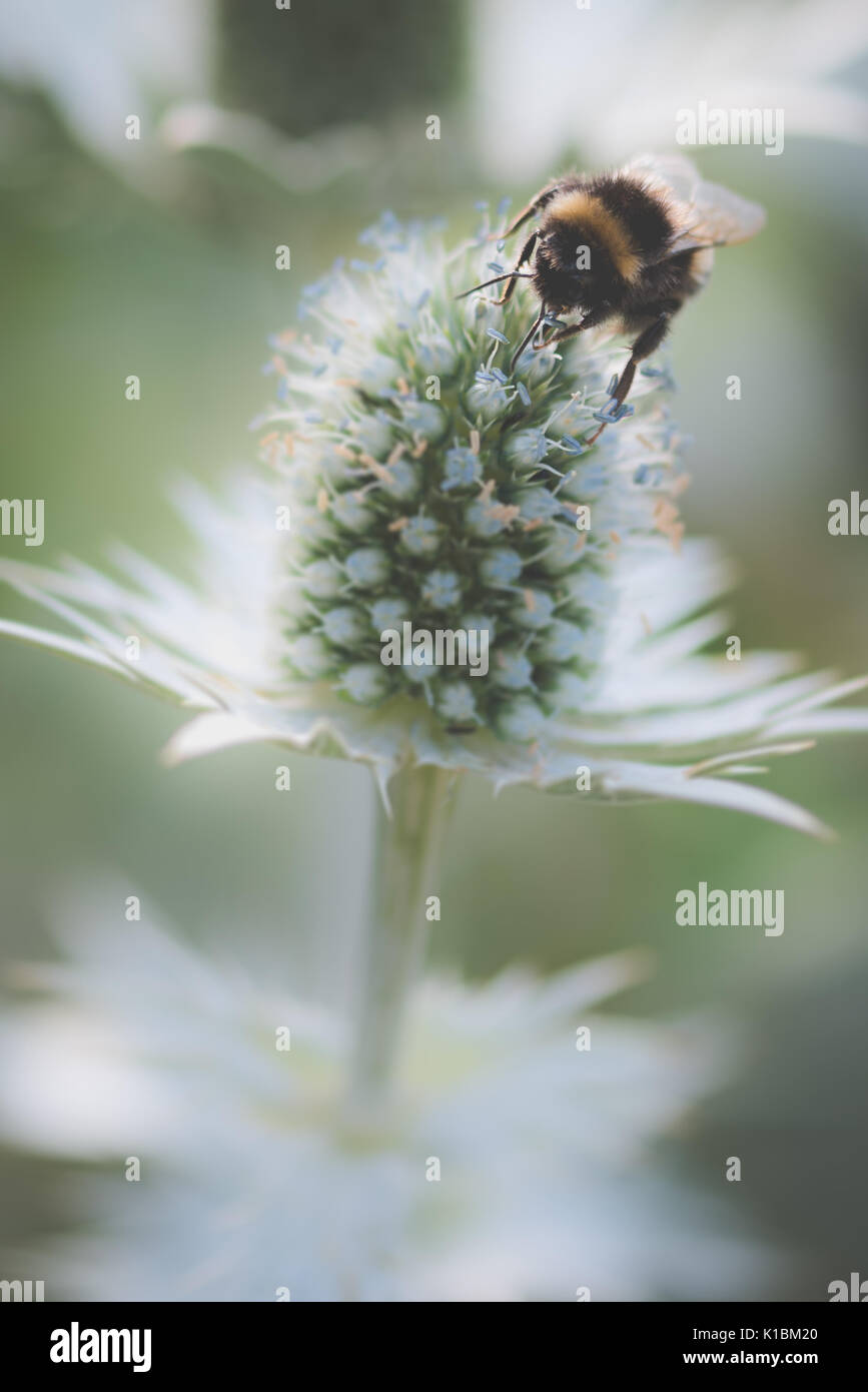 Nahaufnahme Makro Foto von einer Biene auf einer Distel im Sommer Stockfoto