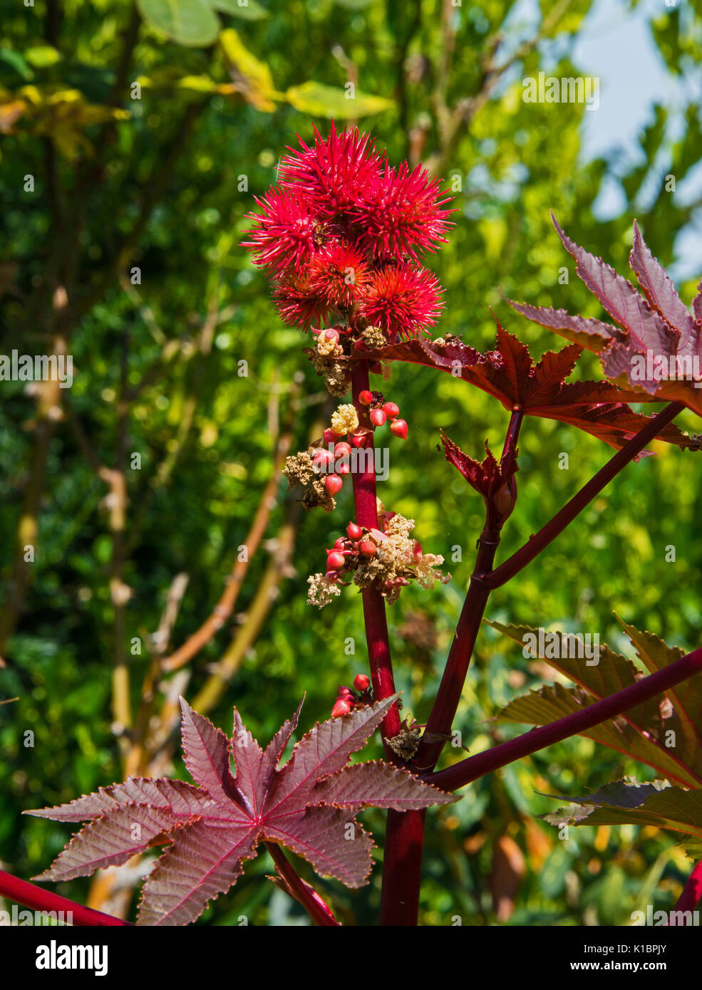 Ricinus communis 'Carmencita hell rot' Stockfoto