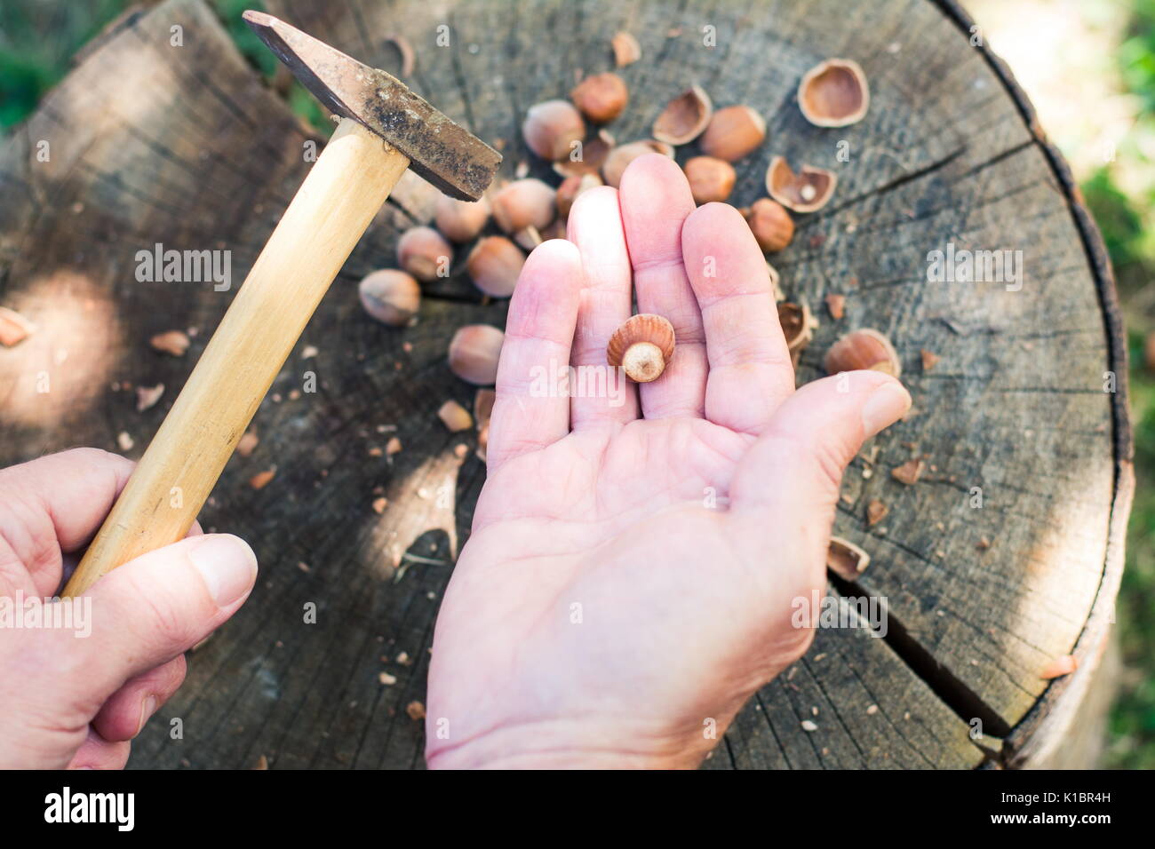 Man Risse Haselnüsse mit einem Hammer in den Hinterhof Stockfoto