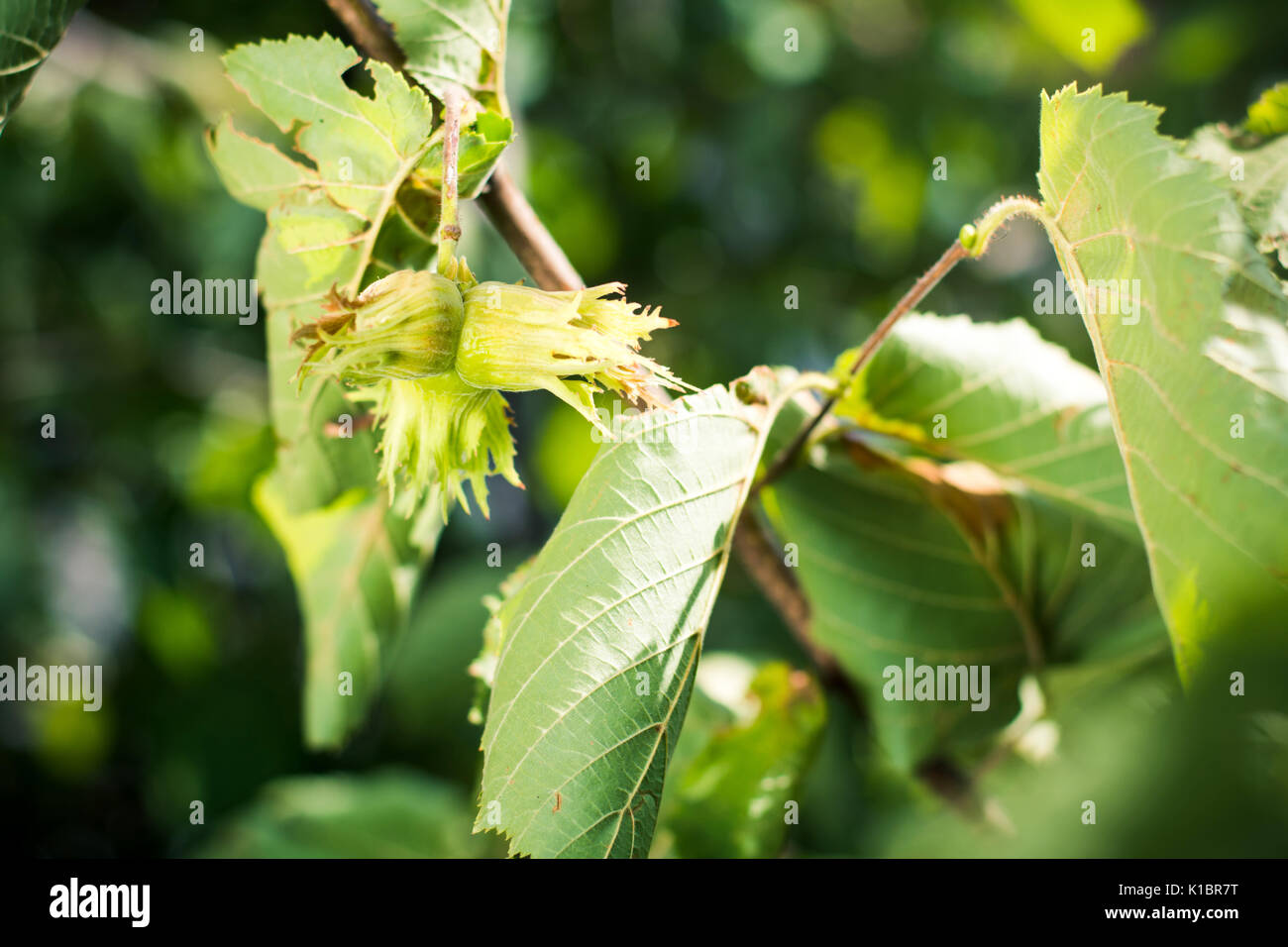 Junge Haselnüsse wachsen auf dem Baum Stockfoto