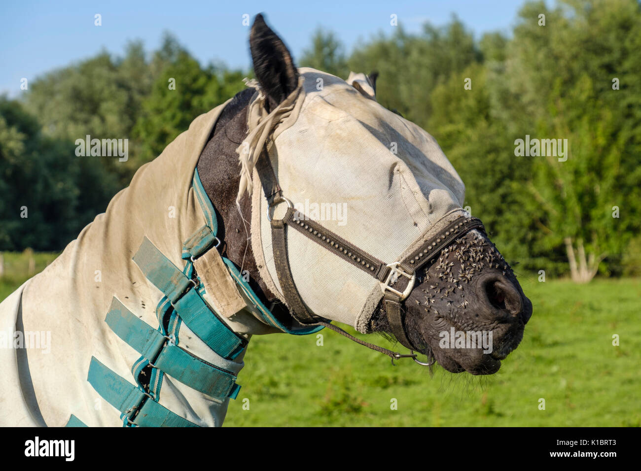 Reiten mit Pferd fliegen Blatt und Maske zum Schutz gegen Insekten  Stockfotografie - Alamy