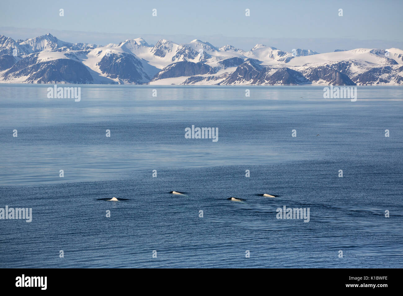 Beluga oder Weiße Wale, Delphinapterus leucas, Pod von vier Schwimmen im Meer gegen die Kulisse der schneebedeckten Berge. Im Juni, Spitzbergen, Sva Stockfoto