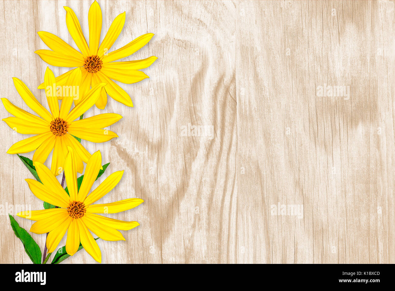 Drei leuchtend gelben Blumen und grüne Blätter auf einem hellen Hintergrund mit Platz für Text Stockfoto