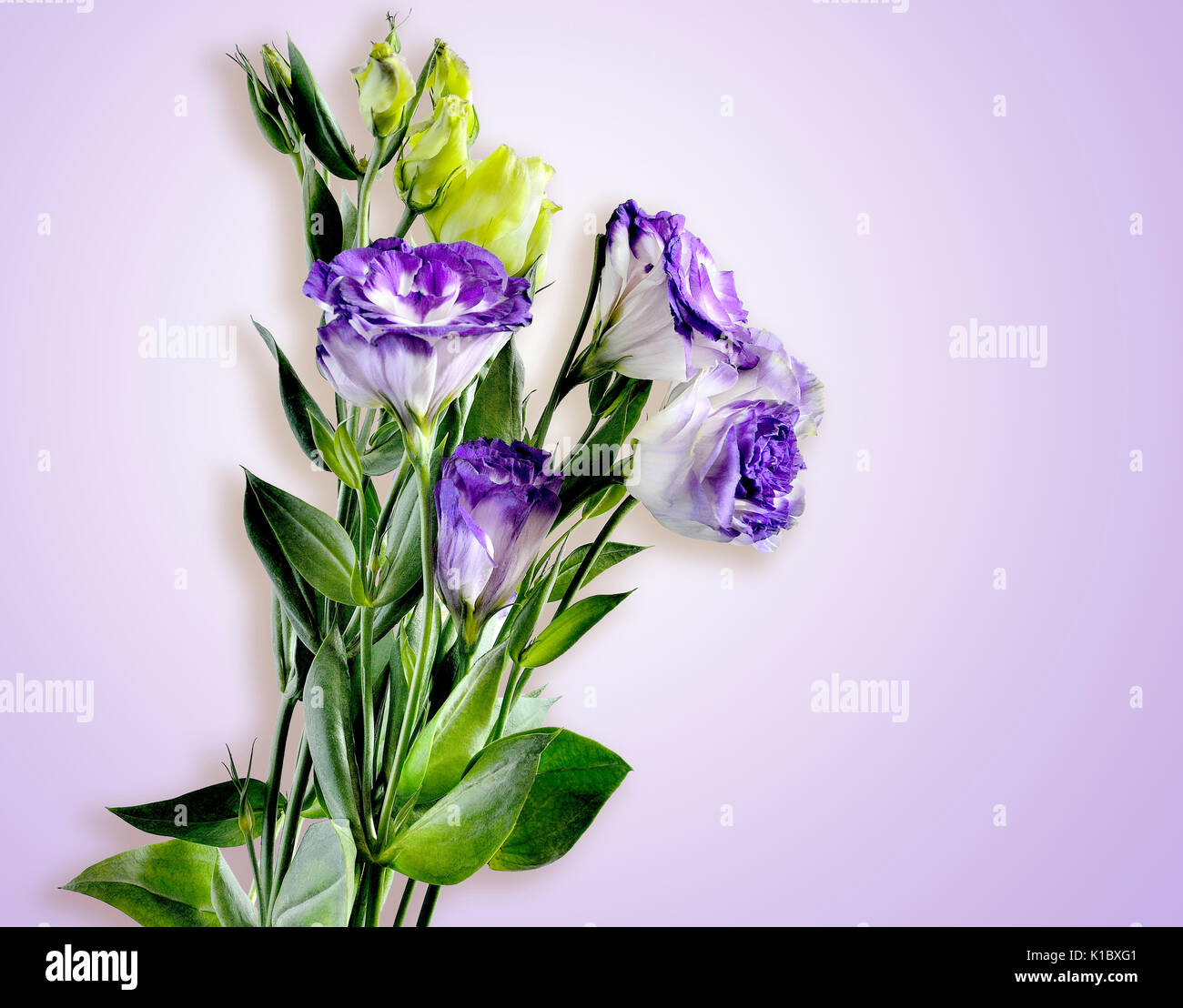 Blumenstrauß aus lila mit weißen EUSTOMA (LISIANTHUS) Blumen auf einem zarten lila Hintergrund Stockfoto
