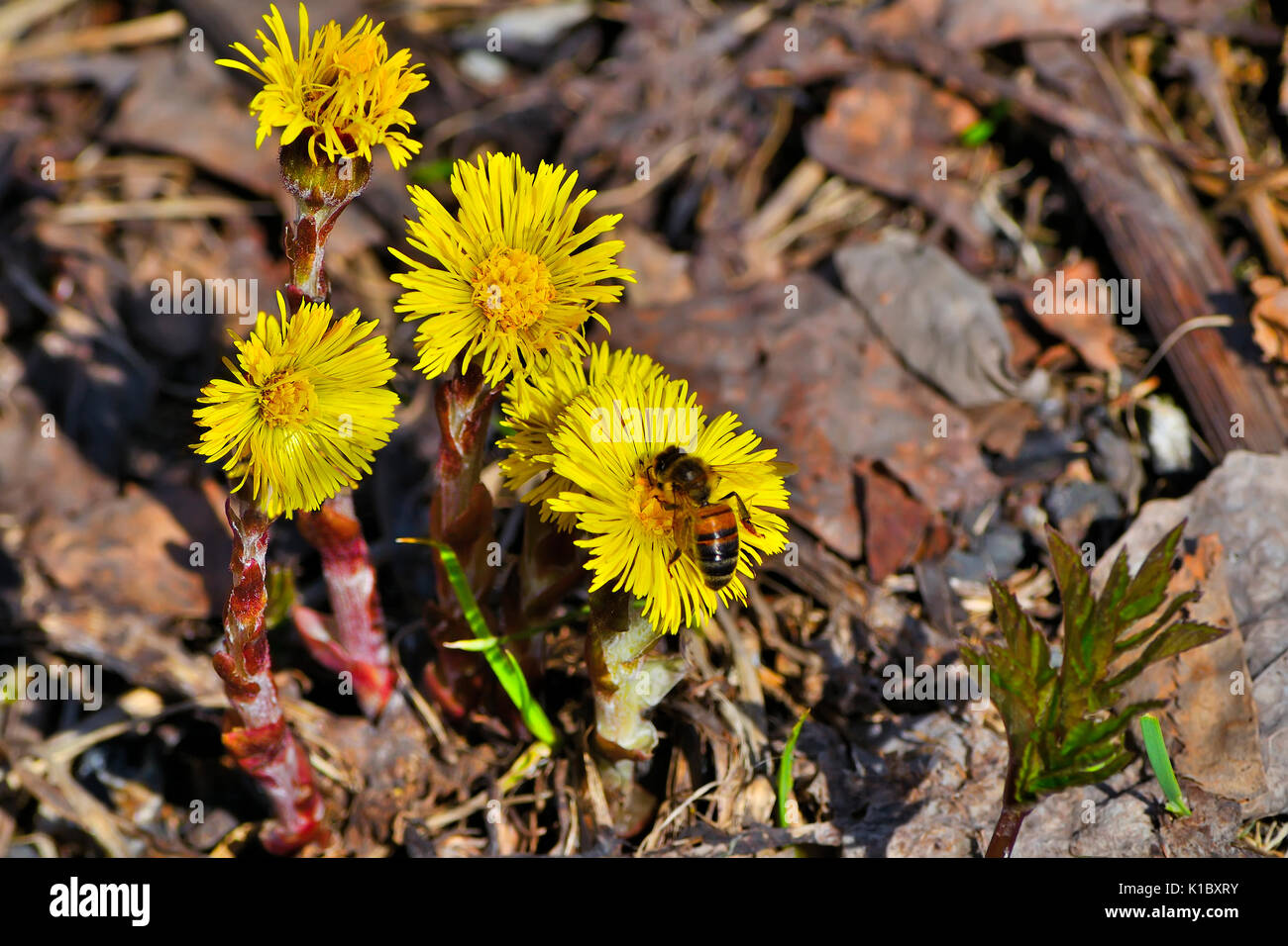 Biene auf den frühen Frühling gelb Blumen. Stockfoto