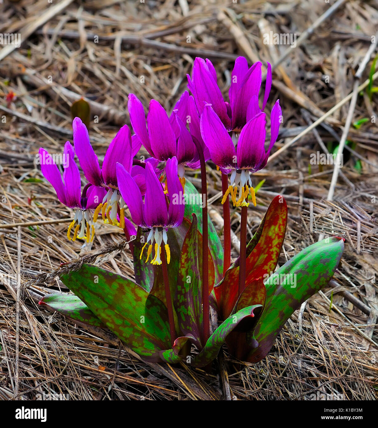 Erste hölzerne Erythronium Sibiricum Blumen. Diese eleganten grazilen Blüten sind seltene und gefährdete. Stockfoto