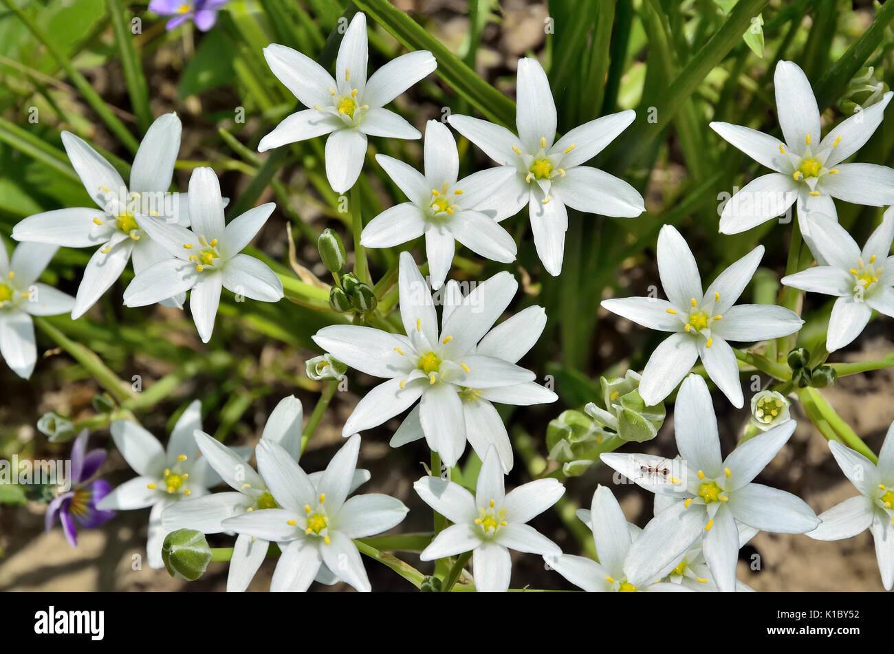 Erste weiße Frühling Blumen und Blüten sowie deren Knospen der Stern-von-Bethlehem (Ornithogalum umbellatum) Nahaufnahme und kleinen Ameise mit Pollen Stockfoto