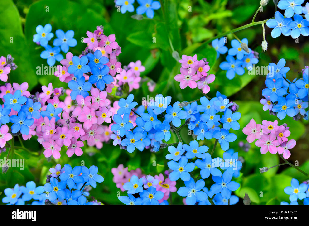 Gruppe von kleinen blauen und rosa Vergissmeinnicht Blumen close up - helle Frühling Hintergrund Stockfoto