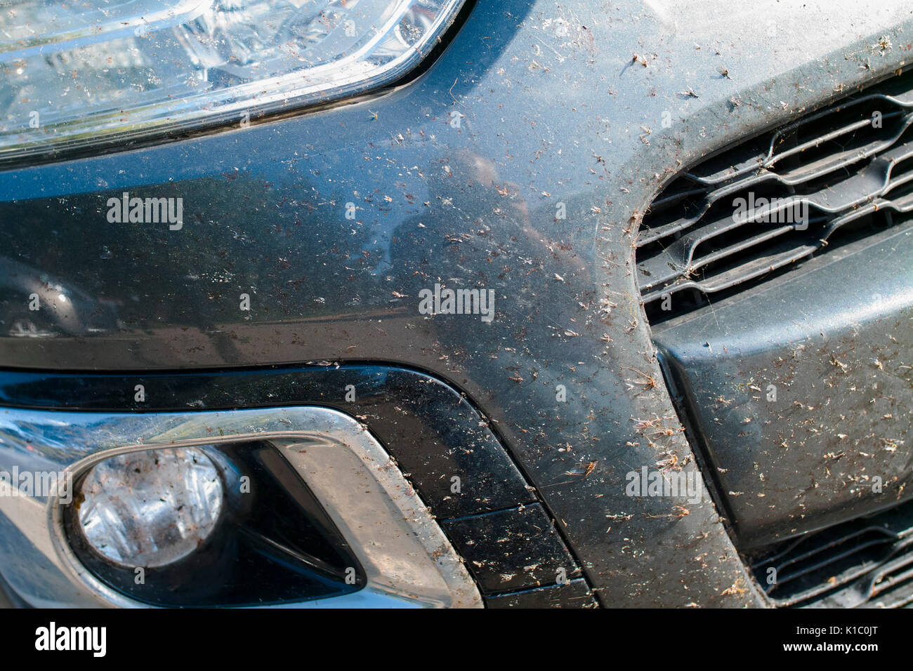 Squash auf dem vor einem Auto Fliegen Stockfoto