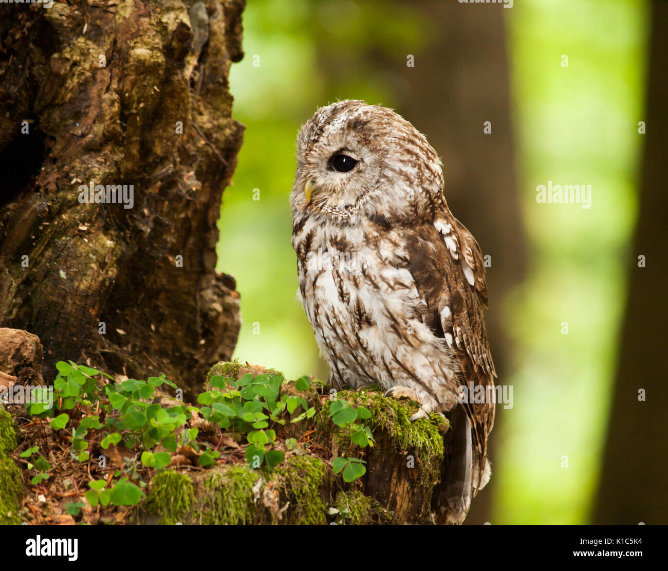 eule-wald-nacht-fotos-und-bildmaterial-in-hoher-aufl-sung-alamy
