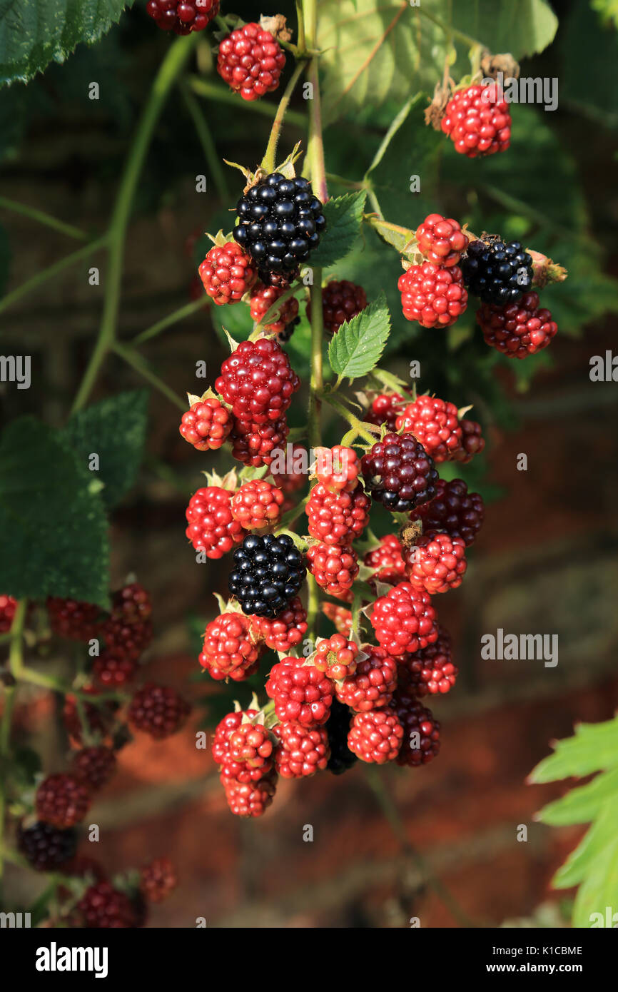 Reif und reife Brombeeren auf Bush in Garten, South Otterington, Northallerton, North Yorkshire, England Stockfoto