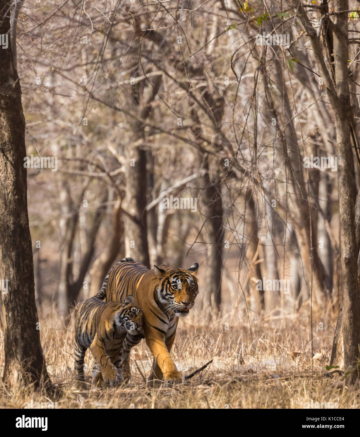 Junger Tiger kuscheln Mutter Tigerin in einem wunderschönen vertikalen Rahmen gebildet durch trockene treeline Stockfoto