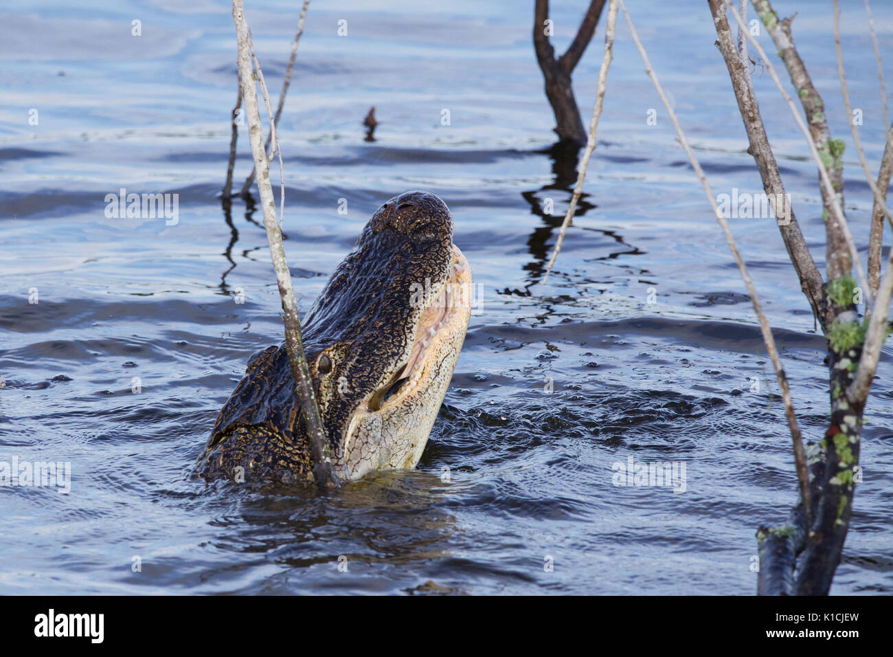 Alligator Fütterung am Lake Apopka Stockfoto