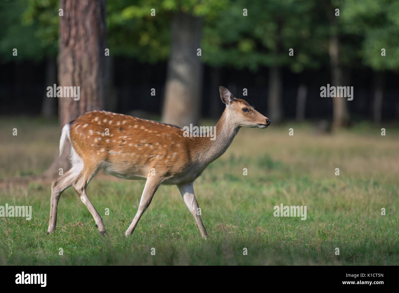 Sika Deer. Cervus Nippon Stockfoto
