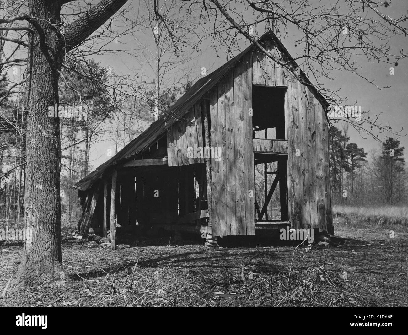 Alte Scheune, einige Wände fehlen, auf ein deaktiviertes Lot, umgeben von Bäumen, North Carolina, 1935. Von der New York Public Library. Stockfoto
