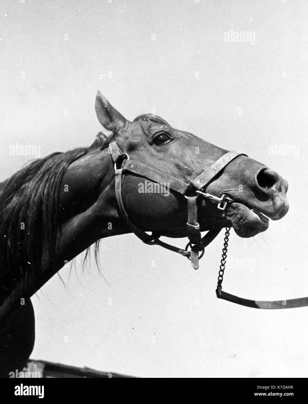 Niedriger Winkel, Nahaufnahme des Kopfes eines Pferdes, mit Zügeln, die aus dem Rahmen führen, Maryland, 1935. Aus der New York Public Library. Stockfoto