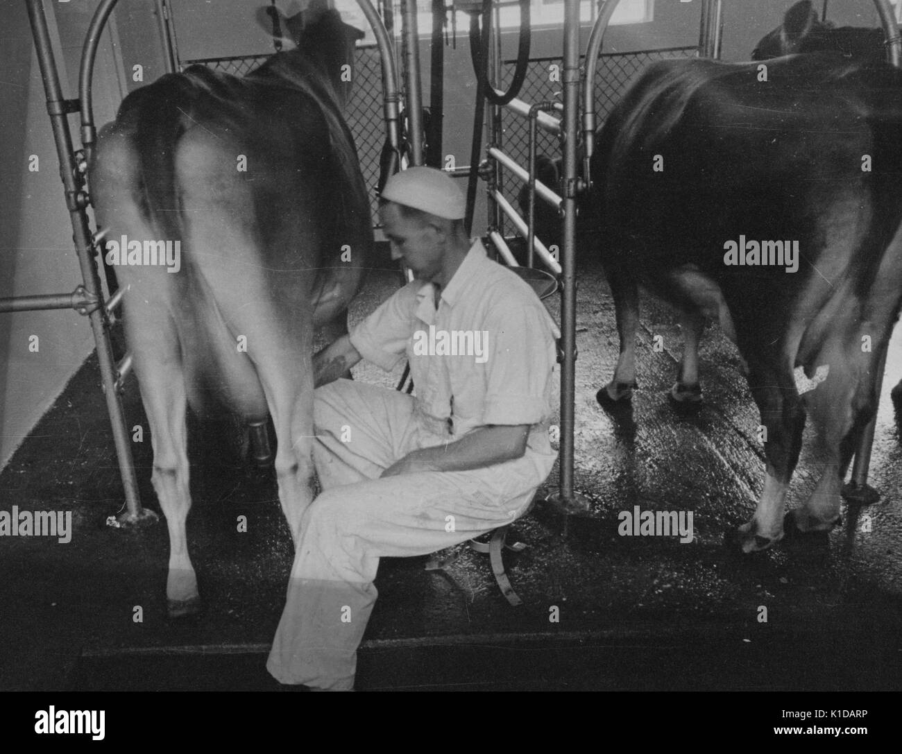 Arbeiter, der eine automatische Melkmaschine verwendet, um Kühe auf einem Bauernhof in Beltsville, Maryland, 1935 zu melken. Aus der New York Public Library. Stockfoto