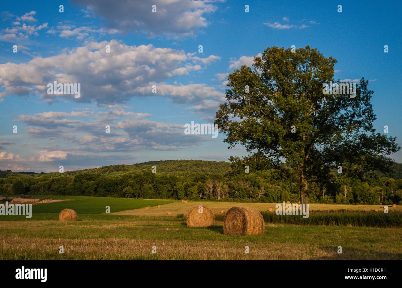 Frisch gerollten Ballen Heu zur Ernte bereit unter einem schönen Himmel mit Puffy clouds gefüllt Stockfoto