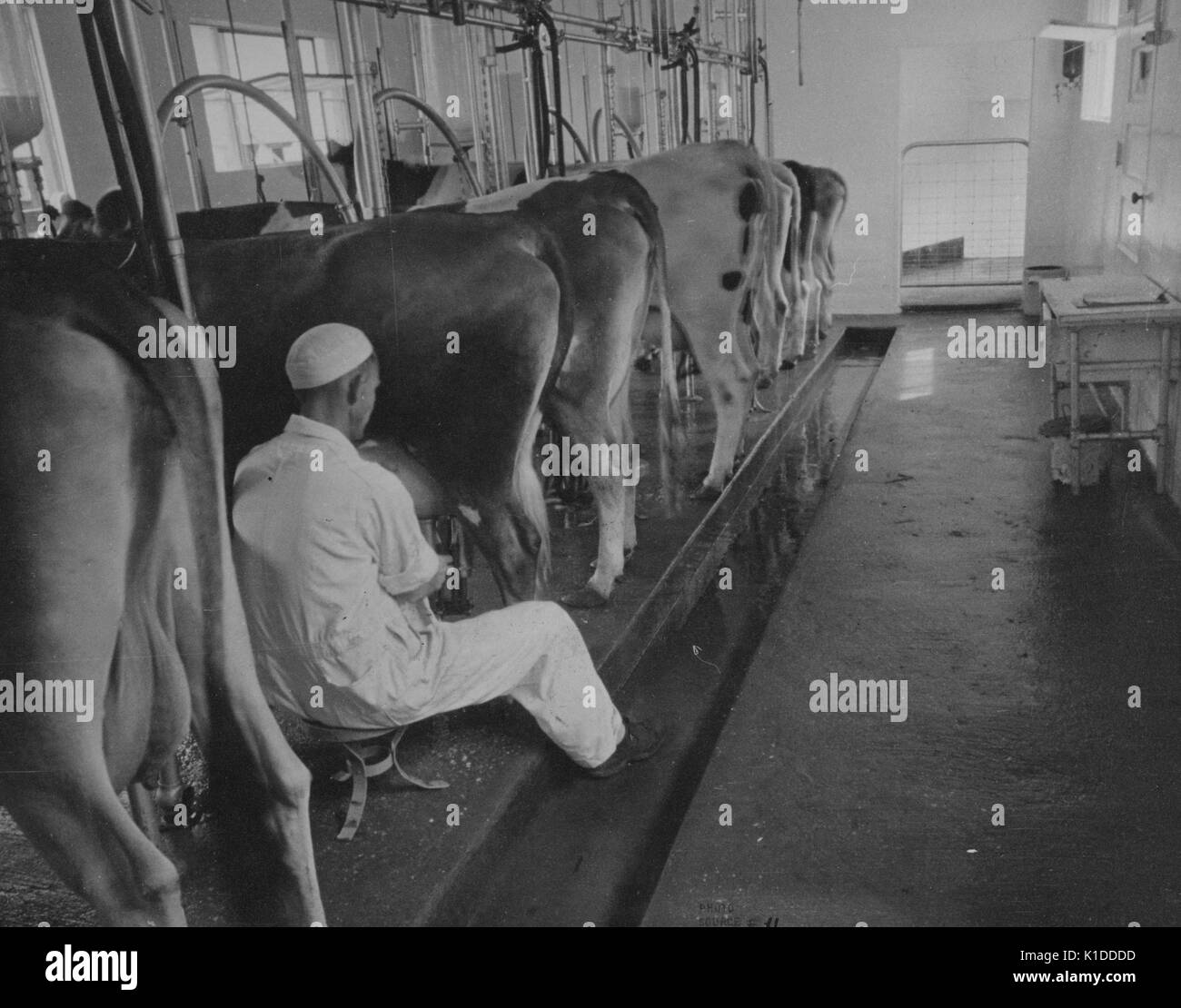 Landwirt mit automatischer Melkmaschine, um Kühe zu melken, Prince Georges County, Beltsville, Maryland, 1935. Aus der New York Public Library. Stockfoto