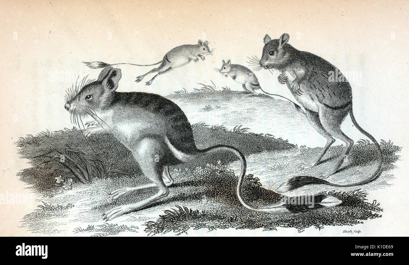 Eine Radierung von eine Abbildung in einem Buch mit dem Titel "Zoologische Vorlesungen an der Royal Institution, 1809 geliefert veröffentlicht. Von der New York Public Library. Stockfoto