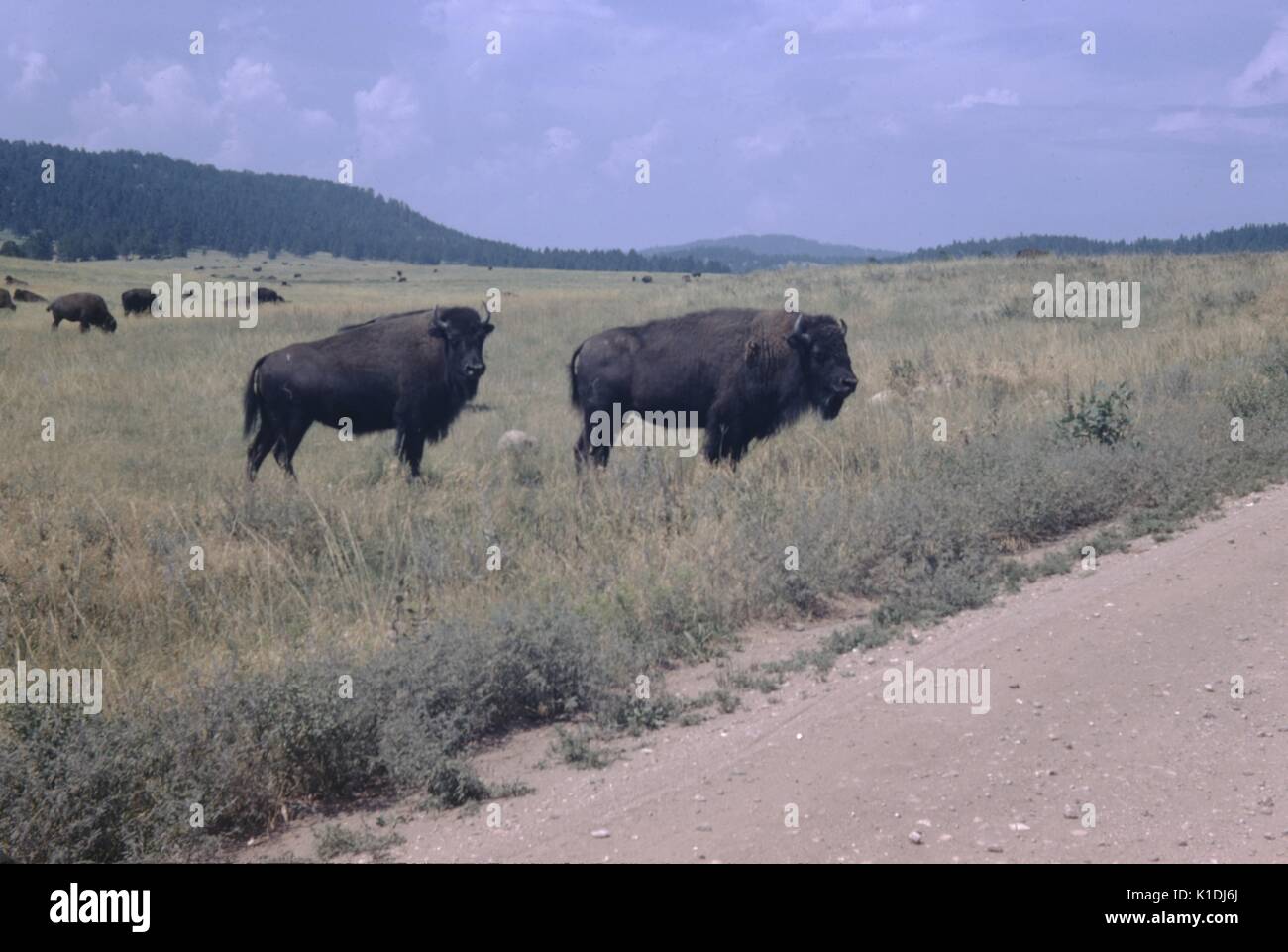 Zwei Büffel stehen in einem Grasigen Weide am Rand der Piste, andere Buffalo können Beweidung in der Ferne sehen, niedrigen Hügeln bilden den Hintergrund, Custer State Park, South Carolina, 1975. Stockfoto