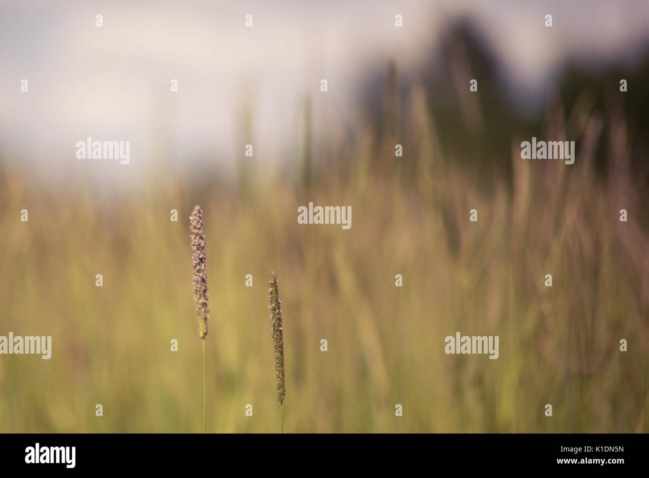 Timothy Gras Seedheads und Grasland Stockfoto