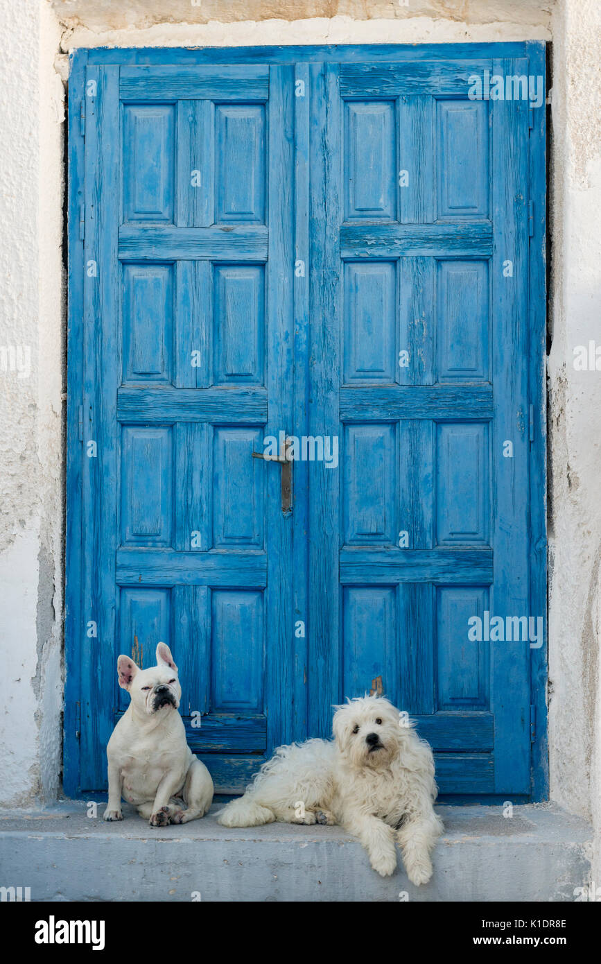 Zwei weiße Hunde liegen vor der blauen Tür, Megalochori, Santorin, Kykladen, Griechenland Stockfoto